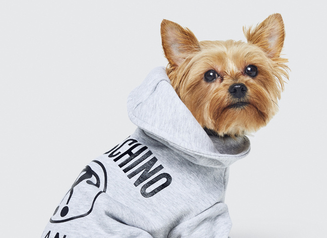 Не только для людей: Moschino x H&M выпустят коллекцию одежды для собак