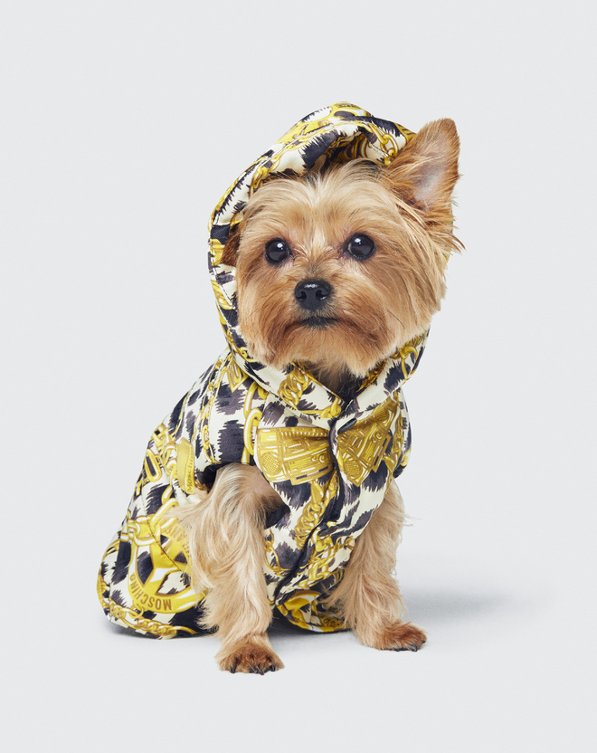 Не только для людей: Moschino x H&M выпустят коллекцию одежды для собак