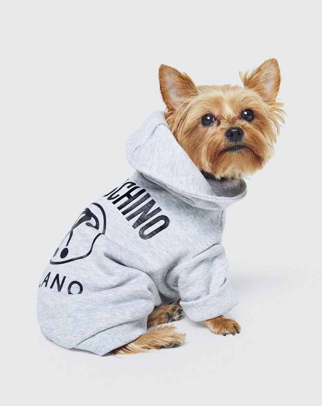 Не только для людей: Moschino x H&M выпустят коллекцию одежды для собак