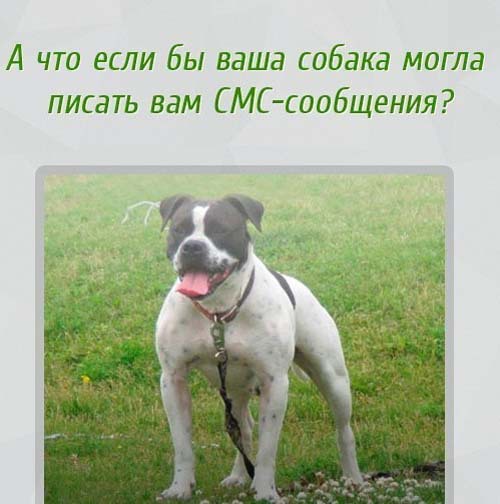 Собачьи смс: если бы мы могли переписываться с питомцами (фото)